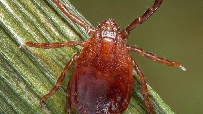 asian-longhorned-tick-22886 asian longhorned tick 22886